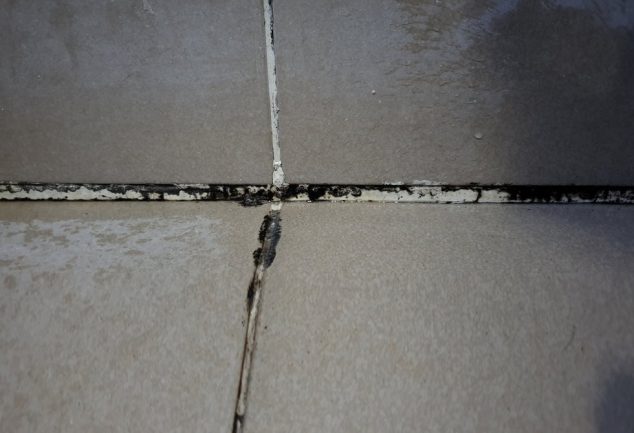 How to Get Rid of Mold in Shower Caulk